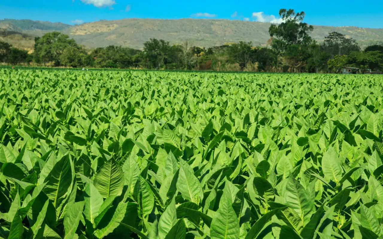 plantation de tabac, Esteli, Nicaragua