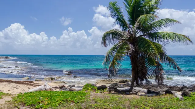 palmier sur la plage de Big Corn Island, Nicaragua