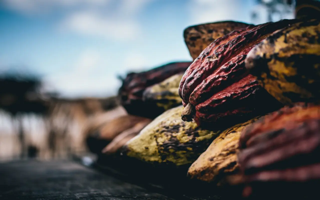 cacao de mombacho - circuit au nicaragua