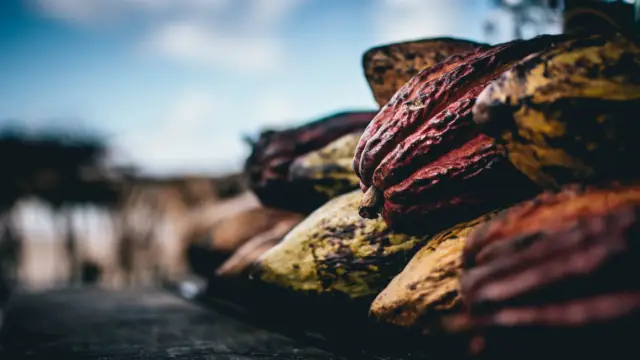 Mombacho et son cacao
