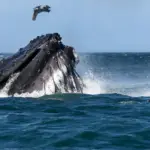 baleine San Juan del Sur Nicaragua