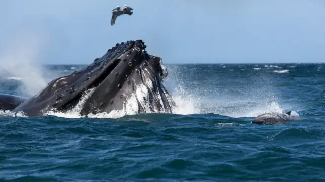 baleine San Juan del Sur Nicaragua
