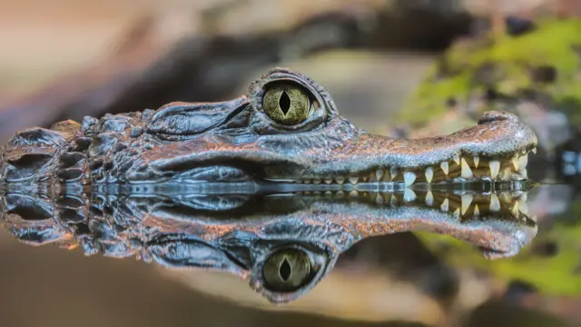 Caiman, Nicaragua
