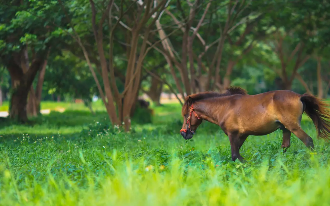 Costa Rica - Arenal - cheval