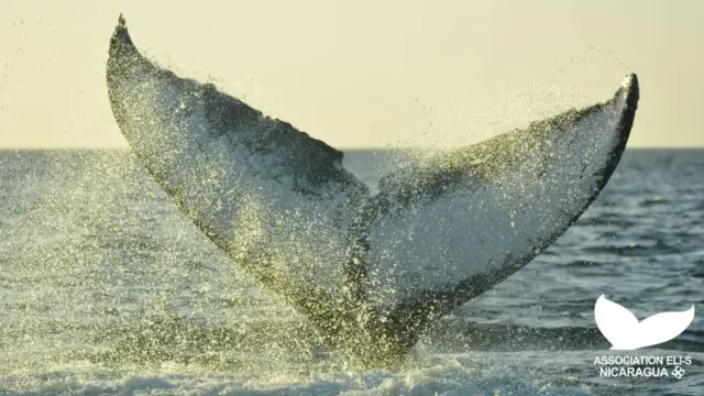 Baleines au Nicaragua, voyage sur mesure.