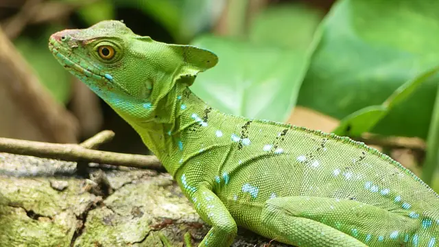 iguane Nicaragua