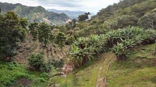 plantation de café au Nicaragua