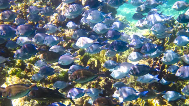 poissons Corn Island - vacances au nicaragua