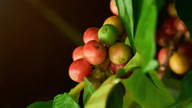 grains de café, Nicaragua