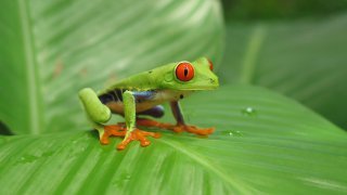 grenouille nicaragua
