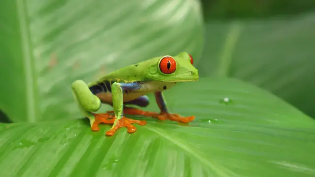 grenouille nicaragua