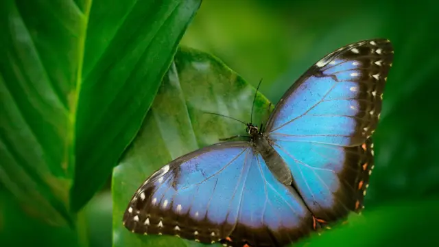 Papillon nicaragua