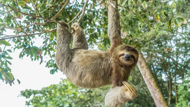 paresseux - voyage nicaragua famille