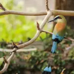 Motmo bleu du Nicaragua - Faune et Flore du Nicaragua