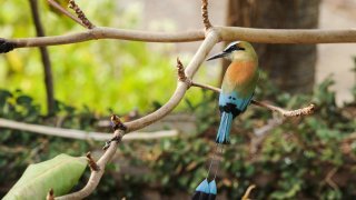 Motmo bleu du Nicaragua - Faune et Flore du Nicaragua