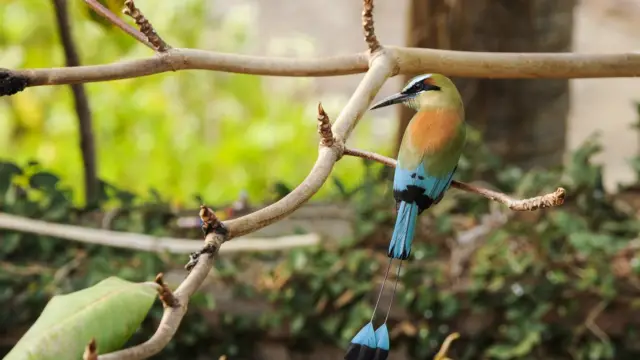 Motmo bleu du Nicaragua - Faune et Flore du Nicaragua