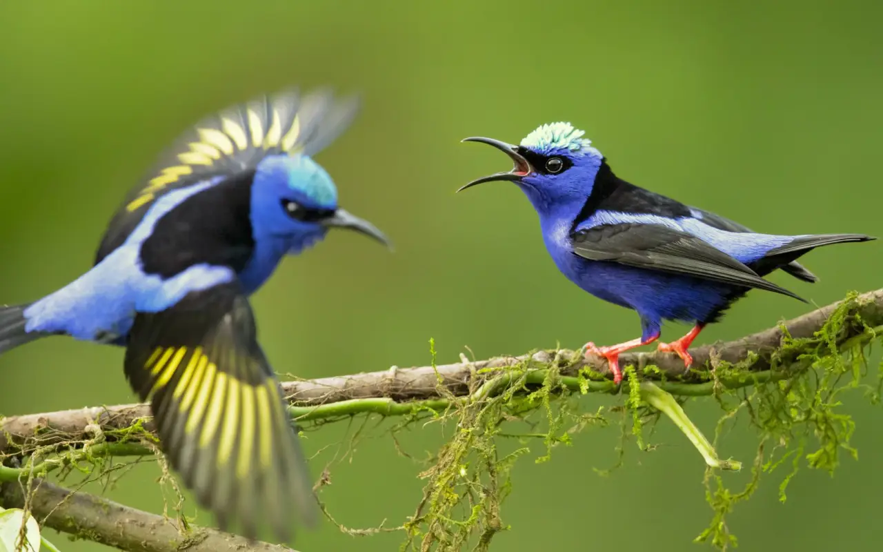 Meilleures photos du Nicaragua, oiseaux
