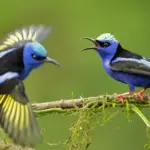 Meilleures photos du Nicaragua, oiseaux