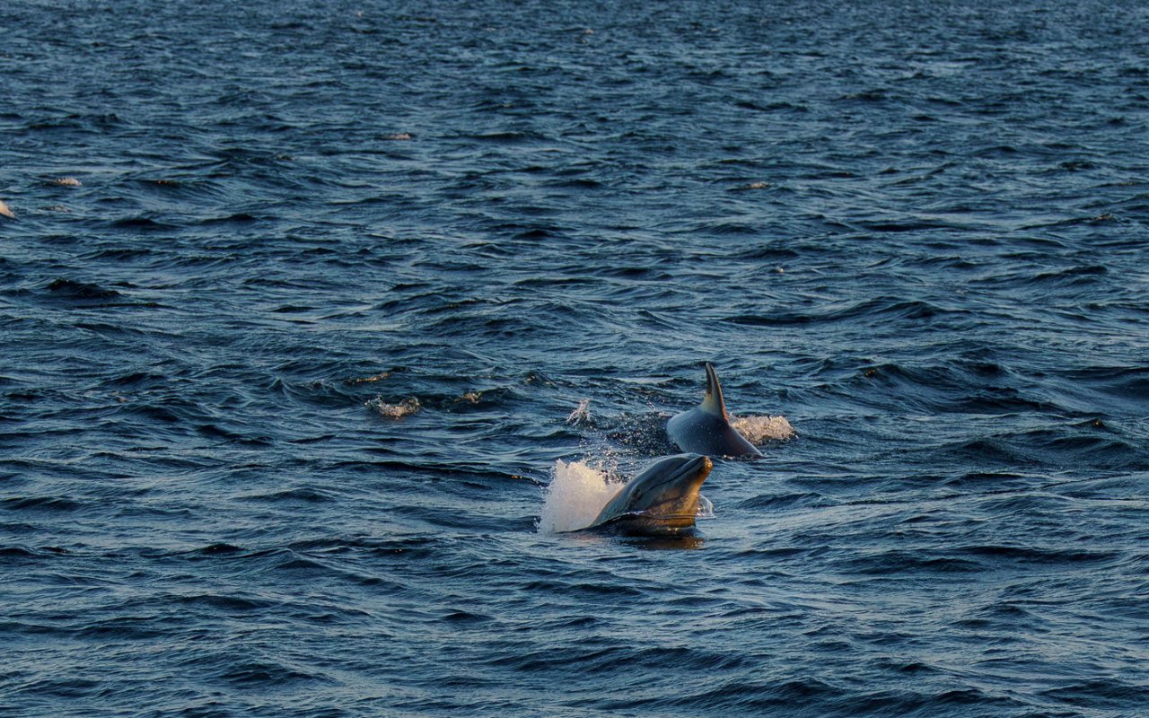 dauphins