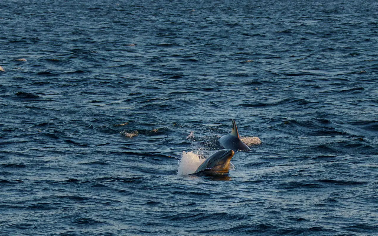 dauphins