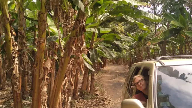 plantation de bananes à ometepe - vacances au nicaragua