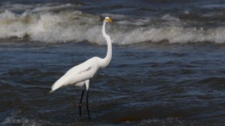 Ometepe - Heron