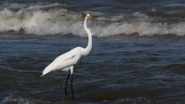 Ometepe - Heron