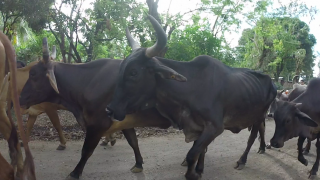 Ometepe - Vaches - Nicaragua