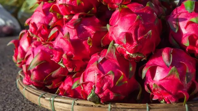 fruits du dragon, Nicaragua