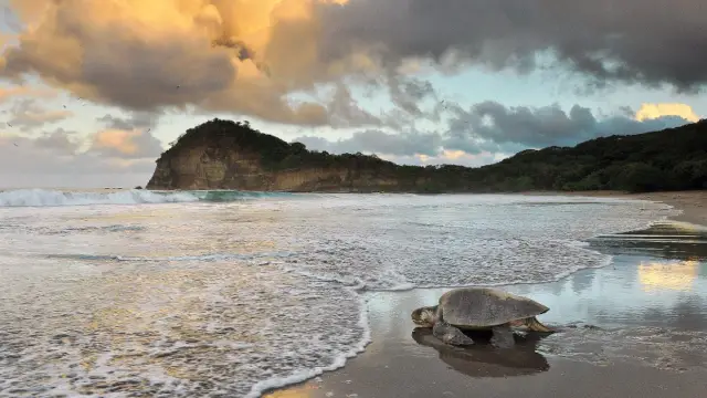 tortue - plage la flor - voyage nicaragua