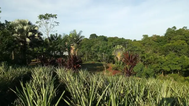 Costa Rica - Sarapiqui