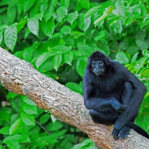 Aventure volcanique au Nicaragua et nature du Costa Rica