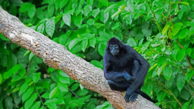 singe araignée, Nicaragua