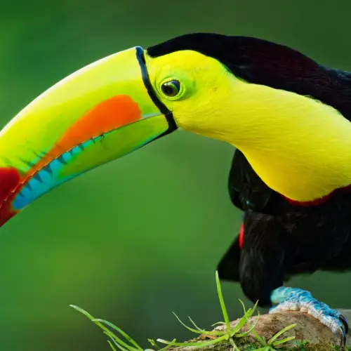 <b>Nicaragua ou Costa Rica?</b> <br>Le meilleur de l&rsquo;Amérique centrale en un seul voyage