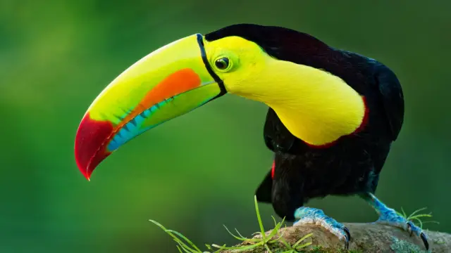 <b>Nicaragua ou Costa Rica?</b> <br>Le meilleur de l’Amérique centrale en un seul voyage