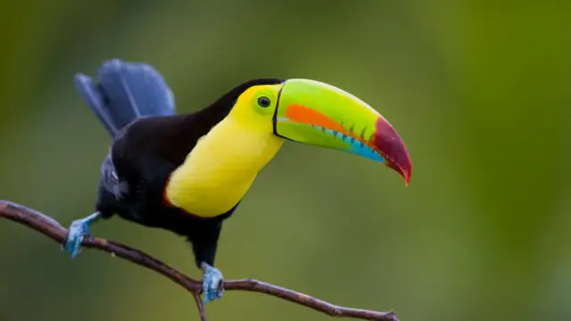 toucan, Nicaragua