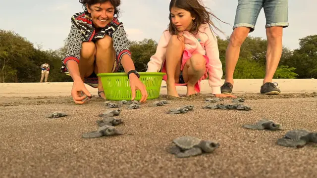 Libération des tortues