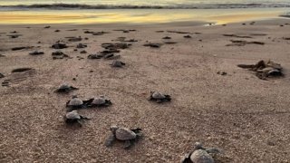 tortues