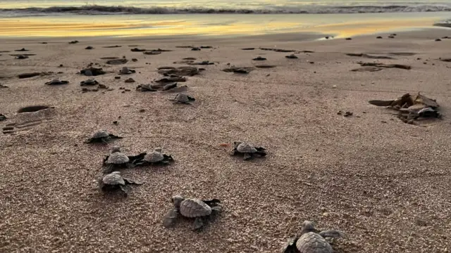 tortues